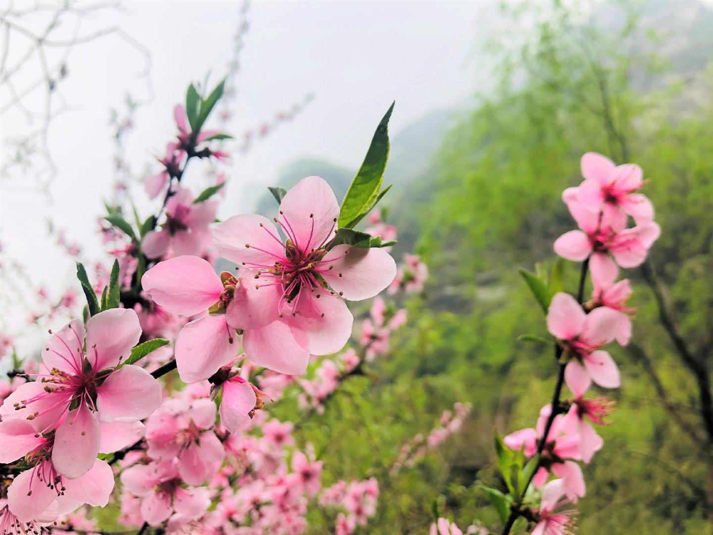 你在那里看沙尘，我在少华赏春花(图12)